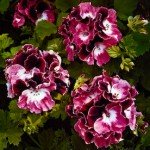 Gerani Pelargoni Gerani Pelargoni