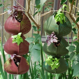 vasi per piante