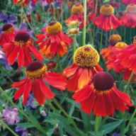 Fiori di Helenium