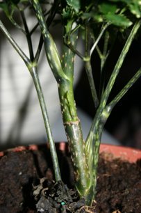 Aralia Japonica pianta