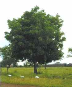 Neem - albero