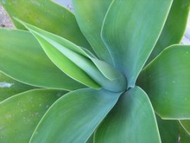 agave 