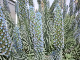 Echium fastuosum