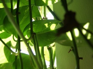 Le piante necessitano di luce