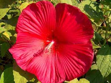 Hibiscus Southern Belle