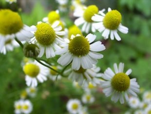 Camomilla