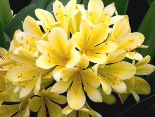 Clivia Good Hope