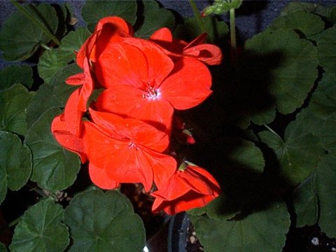 Pelargonium x hortum