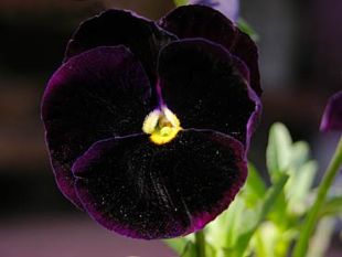 Viola del pensiero blu