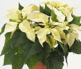 Stella di Natale Bianca