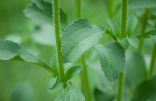 Foglie di Stevia