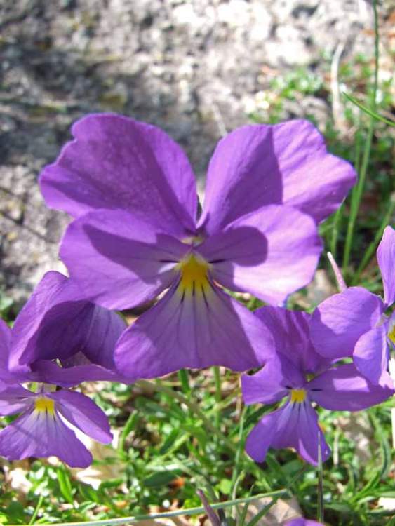 Viola calcarata