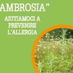 Ambrosia Allergia 