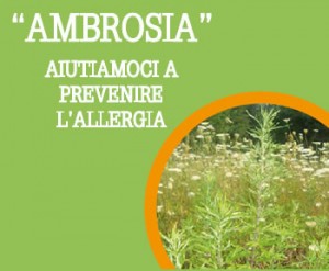 Allergia da Ambrosia