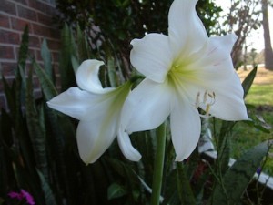 Amaryllis bianco