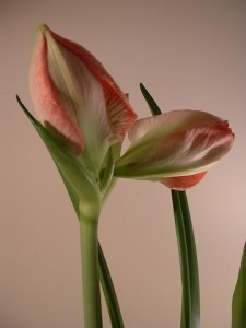 Amaryllis in fioritura