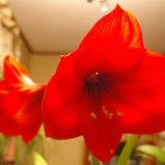 Amaryllis rosso in appartamento
