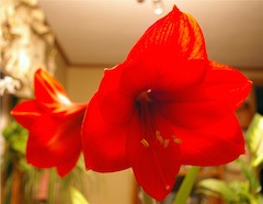 Amaryllis rosso in appartamento