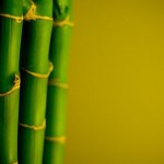 Canne di Bambù