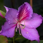 Bauhinia Variegata - fiore