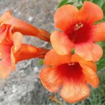 Bignonia grandiflora - fiori a tromboncino