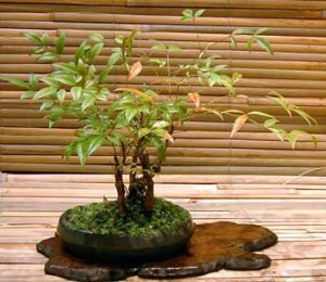 Bonsai - Nandina domestica