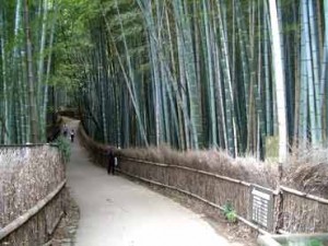 Bosco di bambù