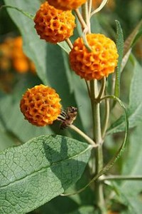 Buddleja Globosa