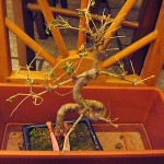 Curare i bonsai