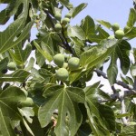 Ficus Carica - Fico coltivato