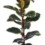 Ficus Elastica Variegata
