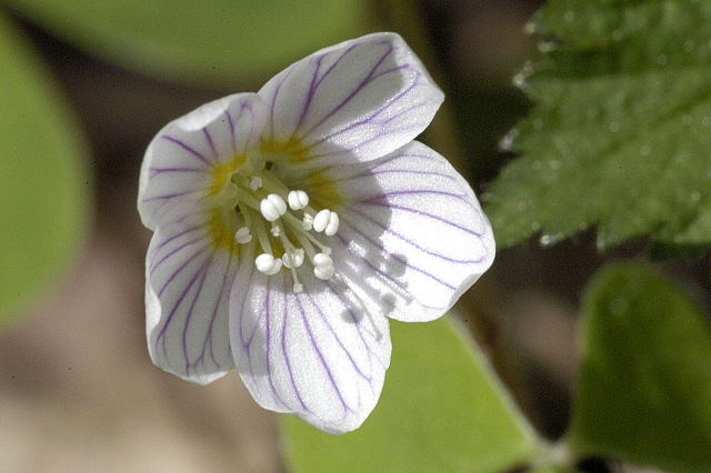 Fiore di Acetosella