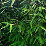 coltivazione bambù