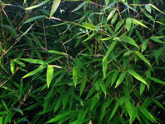 Foglie di bambù