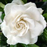 fiori bianchi Gardenia