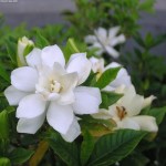 fiori bianchi profumati 