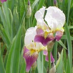 Iris barbata