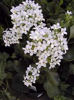 Kalanchoe blossfeldiana bianca