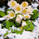La rosa di Natale - Fra la neve