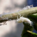 Larva di metcalfa