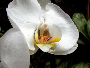 Le orchidee non sono difficili da coltivare