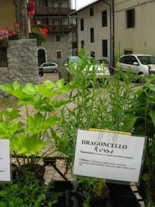 Le piante aromatiche - Dragoncello