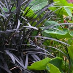 Ophiopogon planiscapus “nigrescens”