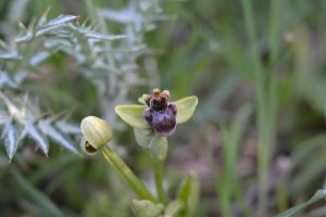 Ophrys bombyliflora,
