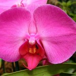 Orchidee - tra le più comuni nei nostri appartamenti