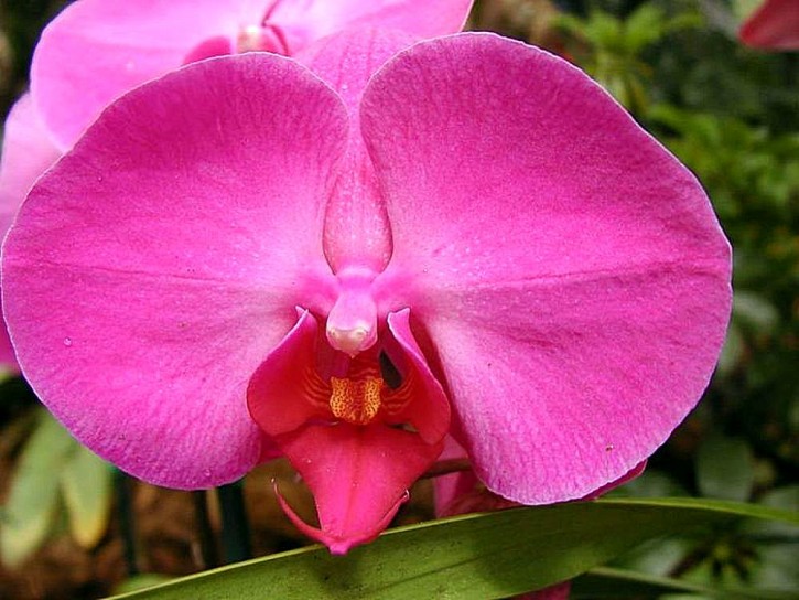 Orchidee - tra le più comuni nei nostri appartamenti