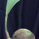 Palma da cocco  (Cocus nucifera)