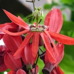Passiflora Racemosa