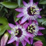 Passiflora X Violacea