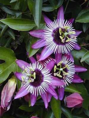 Passiflora X Violacea